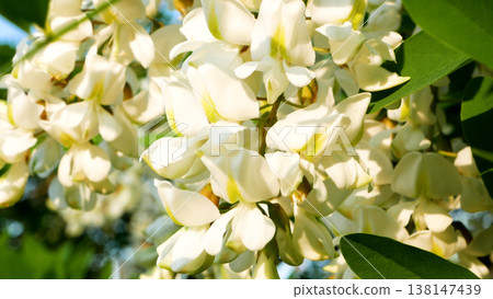 Acacia flowers on a flowering tree in spring. Acacia as a honey plant, acacia honey. 138147439