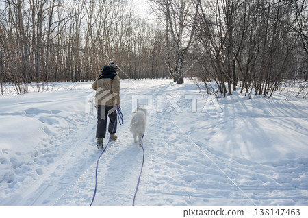 Young woman walking with fluffy samoyed dog in snowy winter park. Young woman walking with fluffy samoyed dog in snowy winter park. 138147463