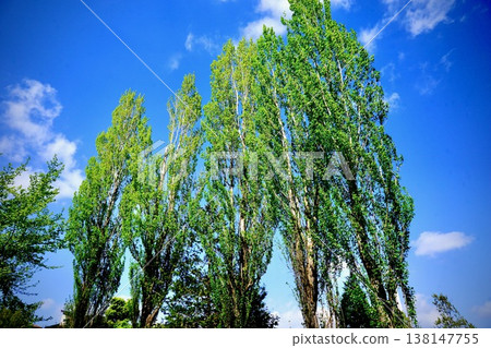 [Blue sky and fresh greenery] A row of towering poplar trees and flowing clouds. 138147755