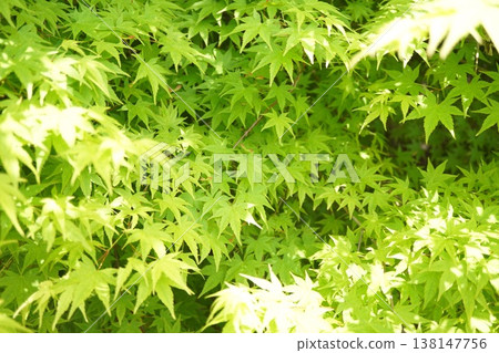 [Seasonal material] Green maple leaves shining in the sunlight and a natural background image 138147756