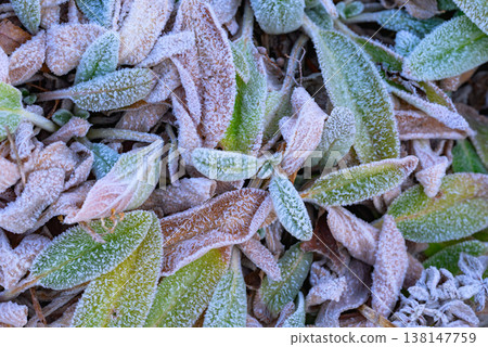 Colorful leaves and morning frost [Nagano Prefecture] 138147759