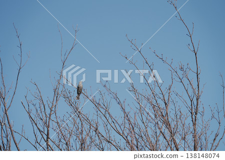 A bulbul perched on a leafless branch. 138148074