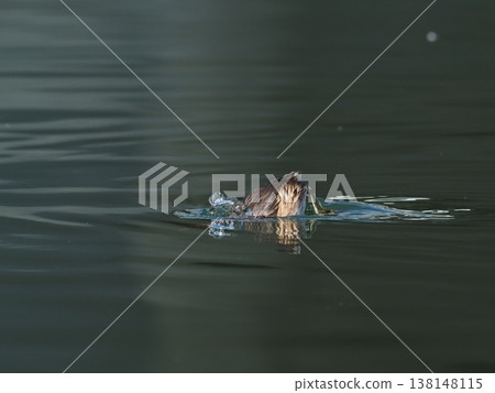 A little grebe is about to dive. A little grebe is about to dive. 138148115