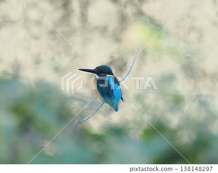 翠鳥棲息在細細的樹枝上 138148297