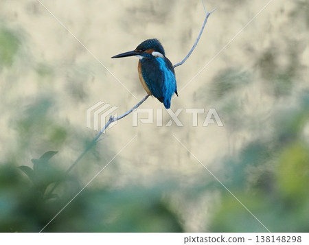 Kingfisher perched on a thin branch 138148298