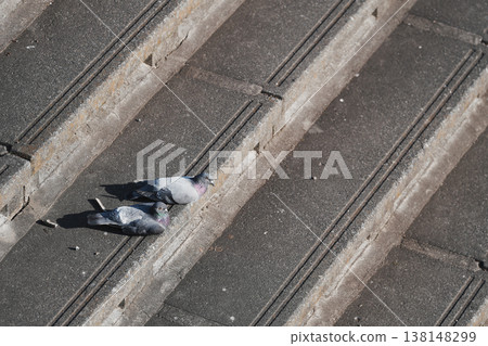 Two pigeons basking in the sun on the stairs 138148299
