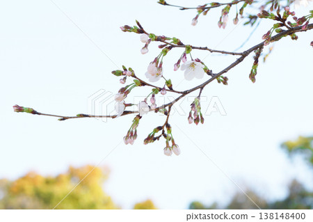 櫻花盛開 櫻花盛開 138148400