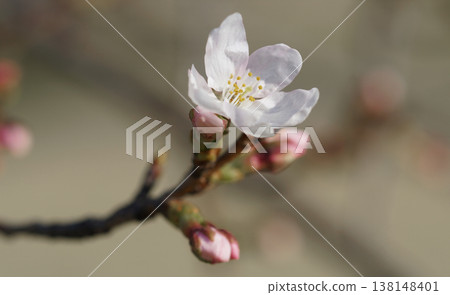 櫻花盛開 櫻花盛開 138148401