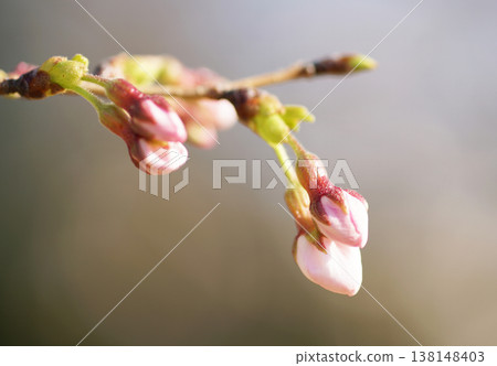 Sakura blooming Sakura blooming 138148403
