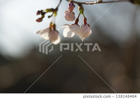 Sakura blooming 138148404