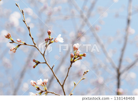 Sakura blooming Sakura blooming 138148408