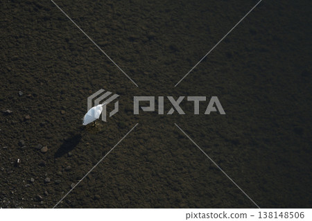 A little egret standing in the shallows of the river. 138148506