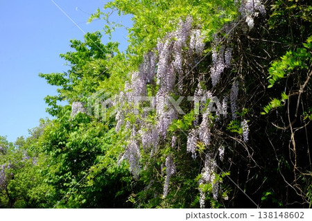 {Kanagawa Prefecture} Wild wisteria and fresh greenery bathed in sunlight. {Kanagawa Prefecture} Wild wisteria and fresh greenery bathed in sunlight. 138148602