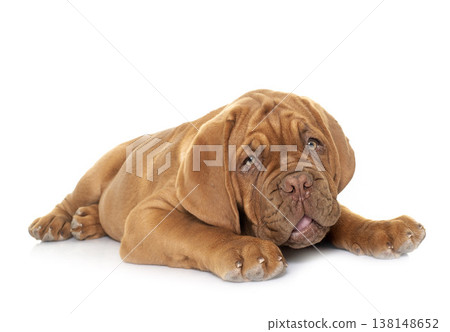 puppy Dogue de Bordeaux puppy Dogue de Bordeaux 138148652