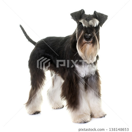 black and white miniature schnauzer black and white miniature schnauzer 138148653