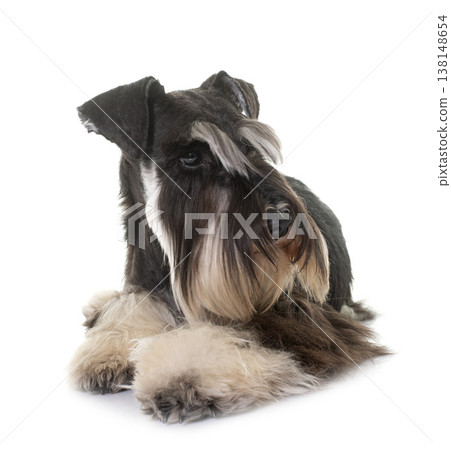black and white miniature schnauzer 138148654
