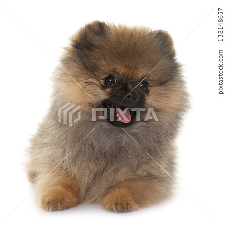 puppy pomeranian spitz puppy pomeranian spitz 138148657