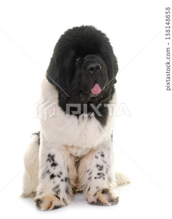 black and white newfoundland dog 138148658