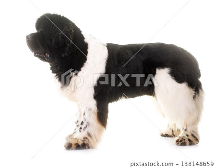 black and white newfoundland dog 138148659