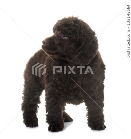 puppy brown poodle 138148664