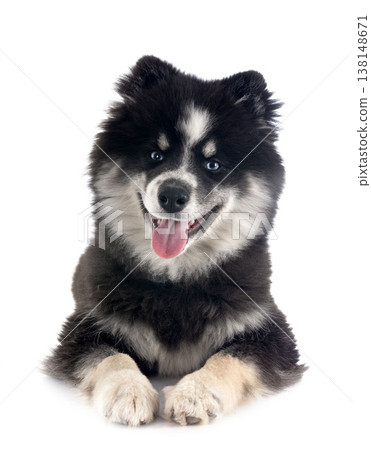 Pomsky in studio Pomsky in studio 138148671