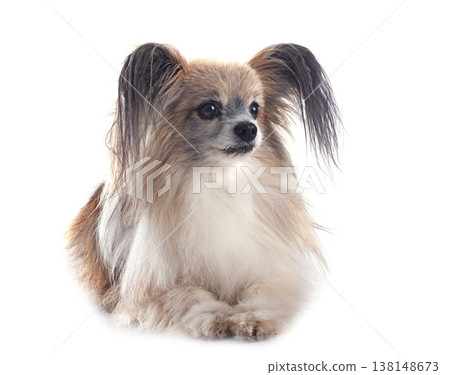 papillon dog in studio papillon dog in studio 138148673