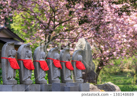 Jizo statue and double cherry blossoms at Usu Zenkoji Temple in Date City, Hokkaido [May] 138148689