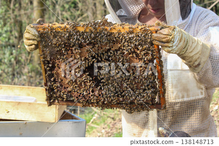 beekeeper working on an apiary. Close-up of bees - A beekeeper is removing the honeycomb frame from the hive to inspect the situation. A beekeeper at work in his apiary. 138148713