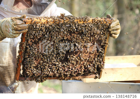 beekeeper working on an apiary. Close-up of bees - A beekeeper is removing the honeycomb frame from the hive to inspect the situation. A beekeeper at work in his apiary. 138148716