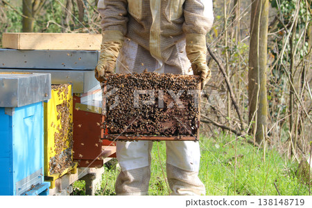 beekeeper working on an apiary. Close-up of bees - A beekeeper is removing the honeycomb frame from the hive to inspect the situation. A beekeeper at work in his apiary. 138148719