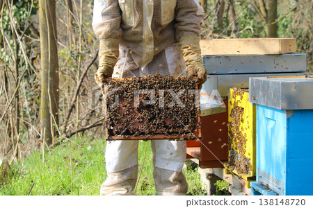 beekeeper working on an apiary. Close-up of bees - A beekeeper is removing the honeycomb frame from the hive to inspect the situation. A beekeeper at work in his apiary. 138148720