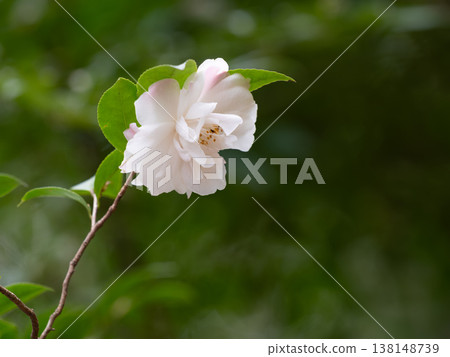 優雅的山茶花 優雅的山茶花 138148739