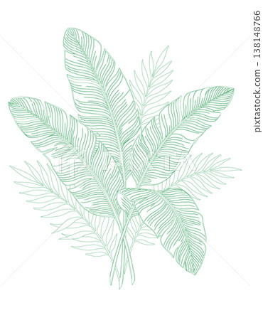 Tropical leaves vector line art illustration featuring banana and palm fronds with detailed green shading, isolated on a white background for design, botanical, and nature concepts. Tropical leaves vector line art illustration featuring banana and palm fronds with detailed green shading, isolated on a white background for design, botanical, and nature concepts. 138148766