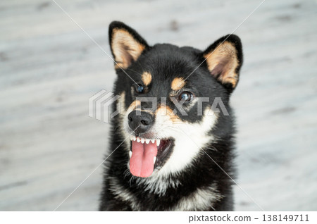 A close-up of a Shiba Inu dog with an angry expression, taken in natural light A close-up of a Shiba Inu dog with an angry expression, taken in natural light 138149711