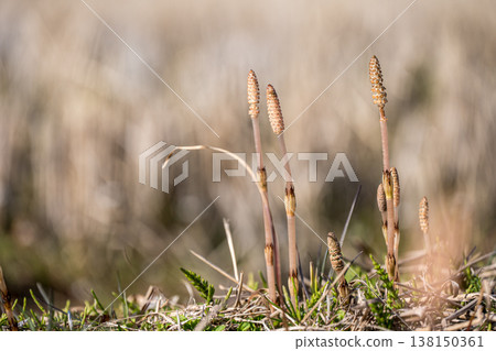 Horsetails, a type of grass that grows in spring fields. Horsetails, a type of grass that grows in spring fields. 138150361