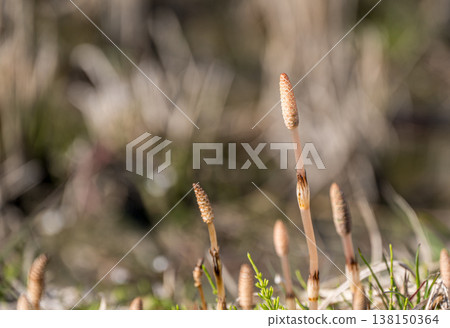 Horsetails, a type of grass that grows in spring fields. Horsetails, a type of grass that grows in spring fields. 138150364