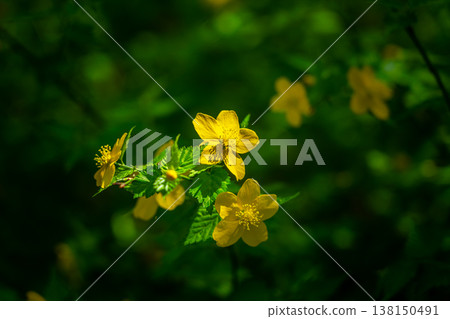 Japanese kerria, which blooms with beautiful yellow flowers. Japanese kerria, which blooms with beautiful yellow flowers. 138150491