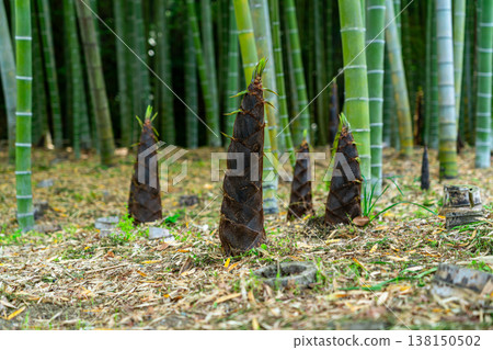 【神奈川縣】鎌倉永勝寺竹林中生長的竹筍 【神奈川縣】鎌倉永勝寺竹林中生長的竹筍 138150502