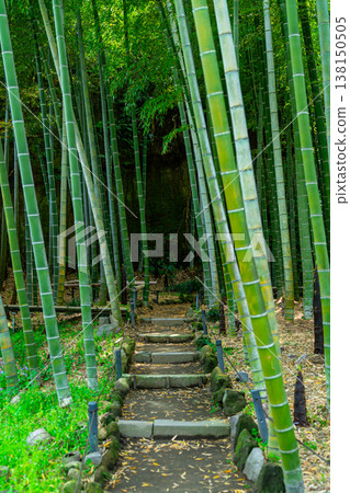 [Kanagawa Prefecture] Beautiful bamboo grove at Eisho-ji Temple in Kamakura 138150505