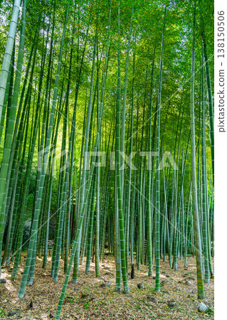 [Kanagawa Prefecture] Beautiful bamboo grove at Eisho-ji Temple in Kamakura 138150506