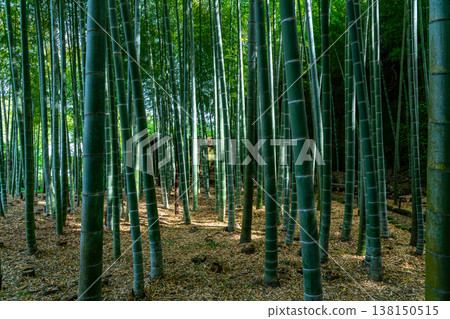 [Kanagawa Prefecture] Beautiful bamboo grove at Eisho-ji Temple in Kamakura 138150515