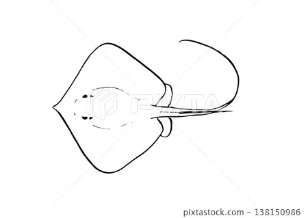 Stingray illustration, sea fish, venomous fish, vector, brush pen line drawing, side view. Stingray illustration, sea fish, venomous fish, vector, brush pen line drawing, side view. 138150986