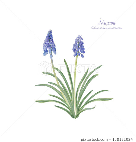 手繪水彩風信子花插圖 手繪水彩風信子花插圖 138151024