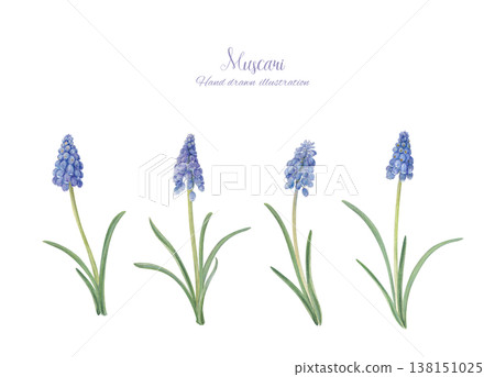 Hand-painted watercolor illustration of muscari flowers Hand-painted watercolor illustration of muscari flowers 138151025