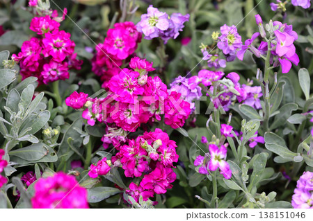 March 21 2026 Vibrant magenta stock flowers bloom densely among green foliage March 21 2026 Vibrant magenta stock flowers bloom densely among green foliage 138151046