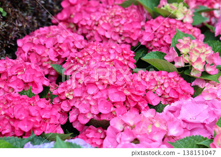 March 21 2026 Beautiful Vibrant Pink Hydrangea Flowers In Bloom March 21 2026 Beautiful Vibrant Pink Hydrangea Flowers In Bloom 138151047
