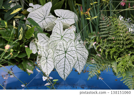 March 21 2026 White caladium leaves display striking green veins in garden 138151060