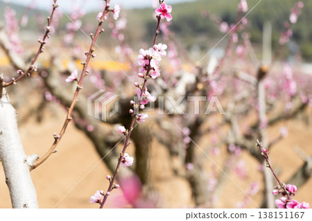 peach flowering trees in gardens in spring 138151167