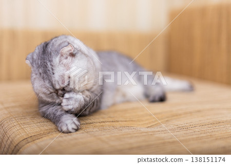 Scottish Fold Cat Lying on Beige Sofa Scottish Fold Cat Lying on Beige Sofa 138151174