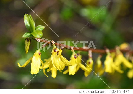 Forsythia 138151425